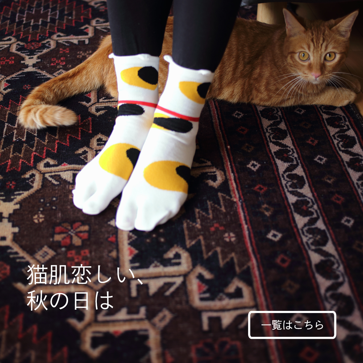 猫飼好五十三疋